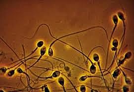 Se contempla el esperma animal a través del microscopio