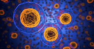 Se descubre que todos los organismos vivos están compuestos de células