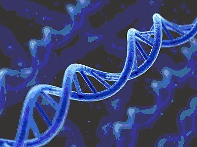 Se descubre que la actividad del gen está relacionada con su posición en el cromosoma.