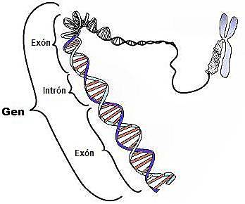 Se aísla el ADN en el núcleo de una célula