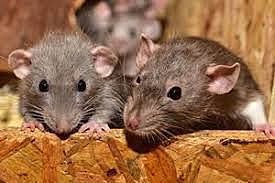 Se consigue el primer animal (ratón) transgénico