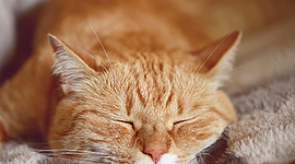 Timeline: My literacy timeline