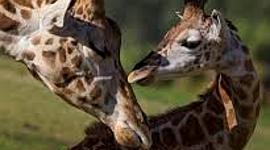 Timeline: Emmaline's Literacy Timeline