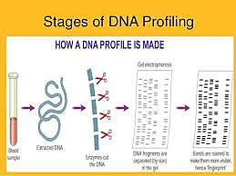 Technology speeds up DNA profiling time from six to eight weeks to one to two days