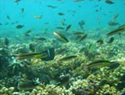 La ecología acuática