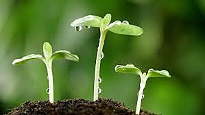 Creación de las primeras plantas transgénicas.