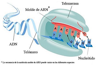 Descubrimiento de cómo los cromosomas son protegidos por los telómeros y la enzima telomerasa