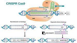Usan por primera vez la técnica CRISPR en humanos