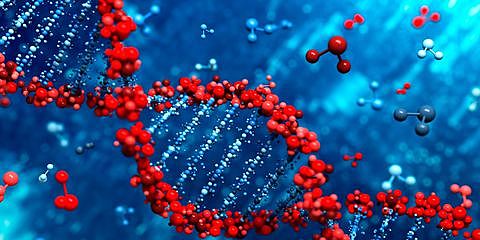 El ADN y las proteinas