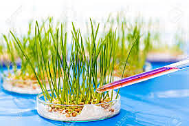 Plantas geneticamente modificadas