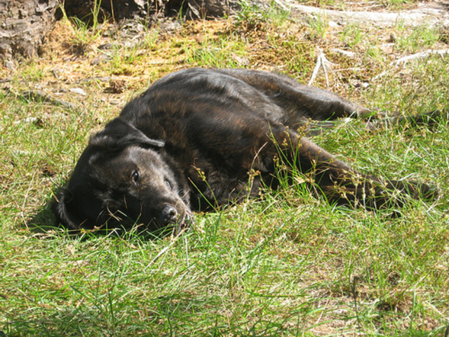 Corky spends the summer laying in the sun