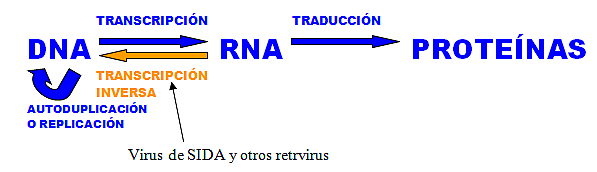 Martin Temin(1934-1994 y David Baltimore(1938).