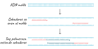 Reacción en cadena de la polimerasa (PCR)