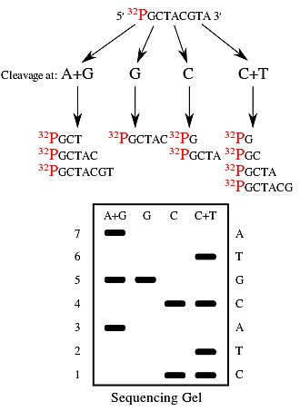 Sanger y Maxam & Gilbert