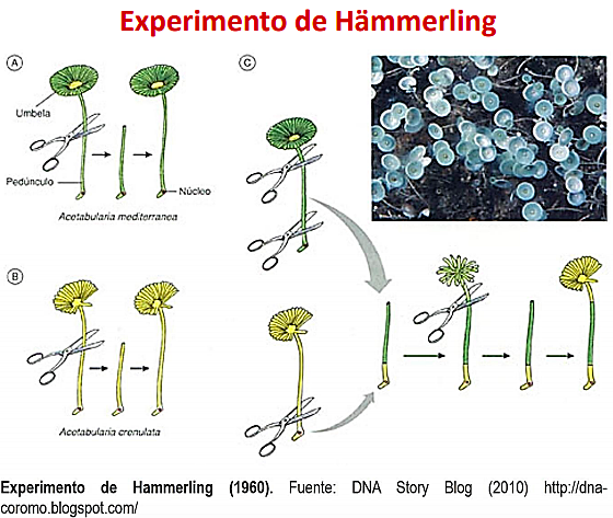 "El núcleo es el encargado de las características" - Joachim Hämmerling