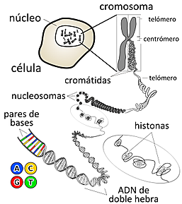 "Nace el término de Ácido Nucleico"- Richard Altman