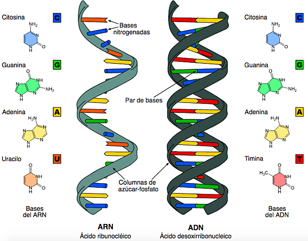 "Química de la Nucleína" - Albrecht Kossel
