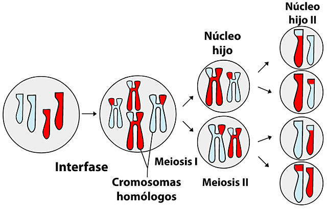 "Descubrimiento de la Meiosis" - Walter S. Sutton y Theodor Boveri