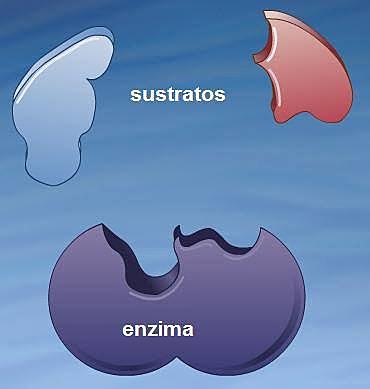 Emil Fischer crea el modelo de la llave y cerradura al explicar la especificidad de substrato de los enzimas.