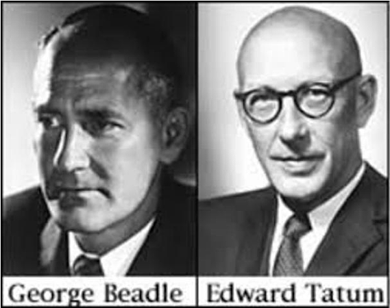 "Un Gen, Una Enzima" - George Wells Beadle y Edward Lawrie Tatum