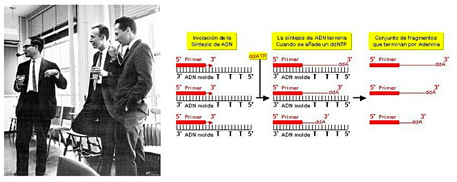 "Primera Secuenciación de DNA" - Walter Gilbert y Allan Maxam, y Fred Sanger