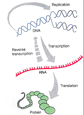 "Dogma Central de la Biología Molecular" - Francis Crick
