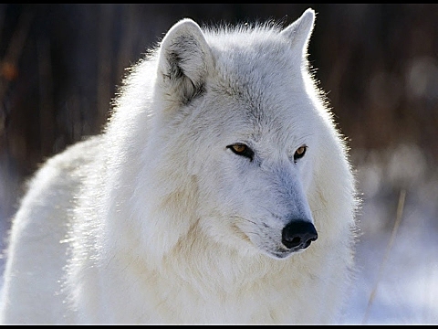 Creating an Original Character