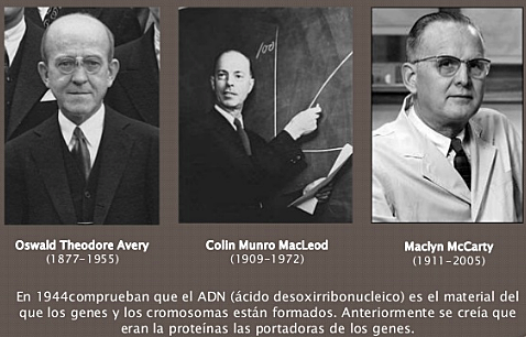 "DNA es el Único Responsable del Principio Transformante. " - Oswald Theodore Avery, Colin MacLeod y Maclyn McCarty