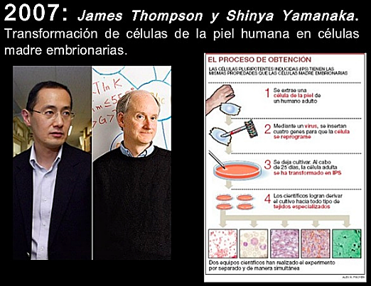 "Transformaron de Células de la Piel Humana en Células Madre Embrionarias" - James Thompson y Shinya Yamanaka