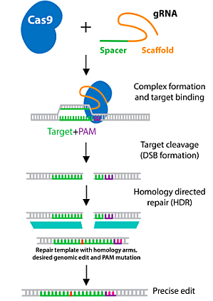 CRISPR/Cas9
