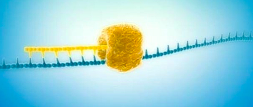 Método capaz de amplificar ADN a partir del genoma de una sola célula