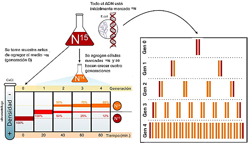 Messelson y Stahl, Smith