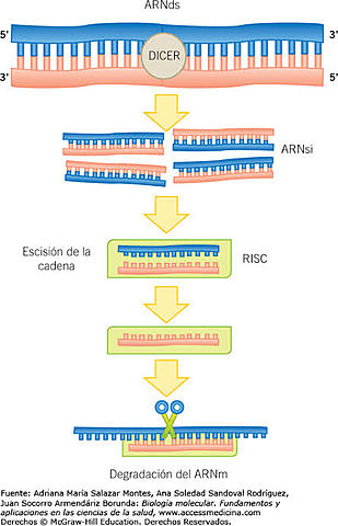 William French Anderson (primer protocolo clínico de terapia génica)