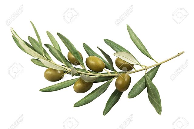 Olive Branch Petition