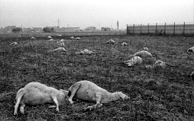 Fuga de dioxinas en Seveso