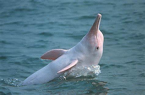 PRESA DE LAS TRES GARGANTAS