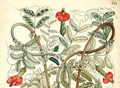 Real Expedición Botánica del Nuevo Reino de Granada