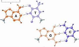 Chargaff estableció dos reglas fundamentales en el estudio del ADN.