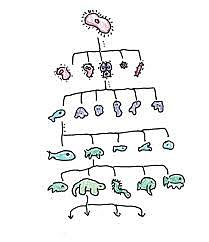 Video Representation