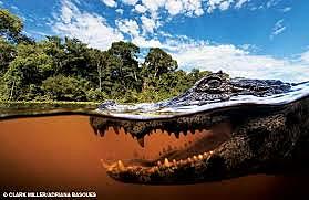 Deforestación en la Amazonía