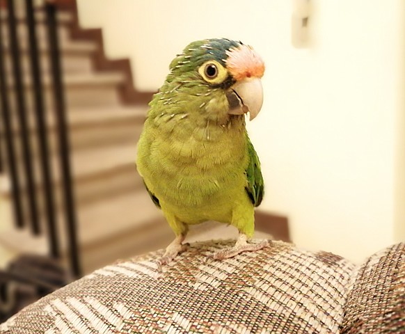 Adquisición de mascota