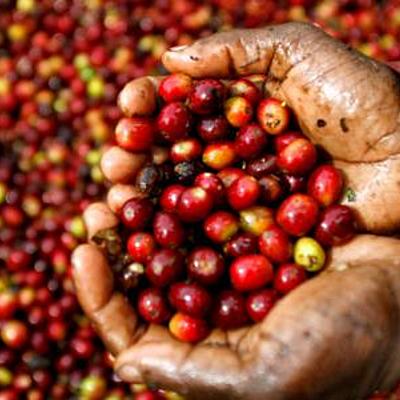 Timeline: Antecedentes de la república cafetalera, sus orígenes, incidencia social y económica y el impacto en la industria salvadoreña.