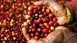 Timeline: Antecedentes de la república cafetalera, sus orígenes, incidencia social y económica y el impacto en la industria salvadoreña.