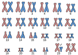 Pares de cromosomas en humanos.