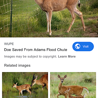 Timeline: First time hunting killed a doe