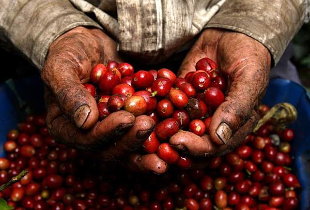 se nacionaliza el cafe