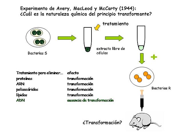 Avery y McCarty se propusieron identificar el "principio transformante" de Griffith.