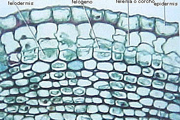 Robert Hooke (corcho - célula)