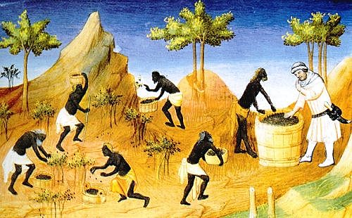 Agricultura desarrollada