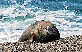 Extinción de especies y pérdida de biodiversidad